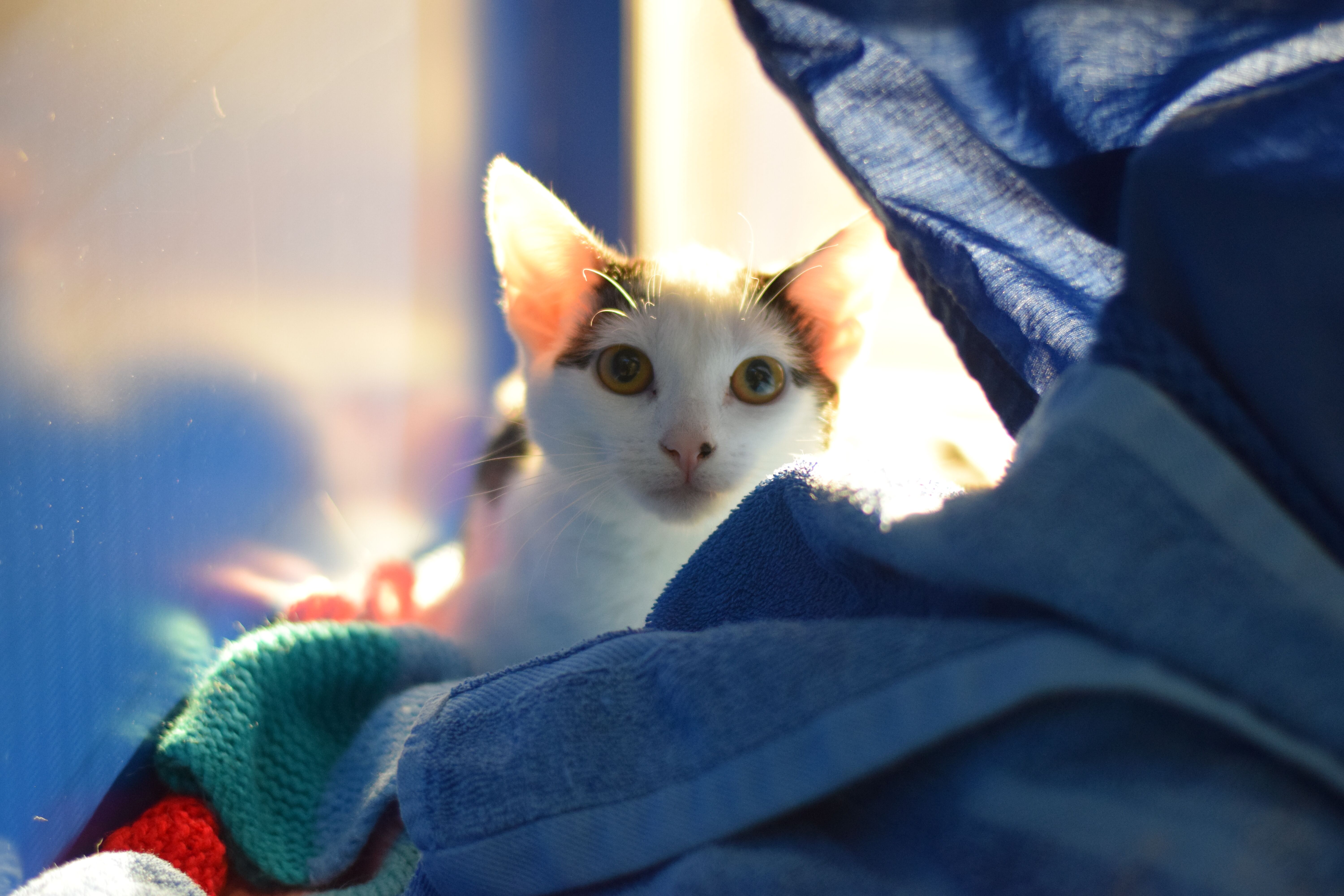 cat rehoming websites