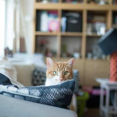 Stressed cat symptoms and relief