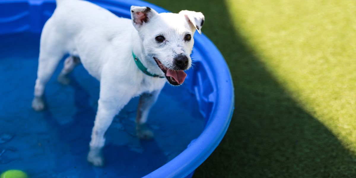 Battersea Dogs & Cats Home Battersea Dogs & Cats Home