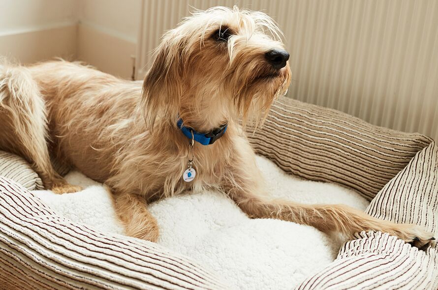 Golden shaggy dog lies in cosy cream dog bed with paw outstretched