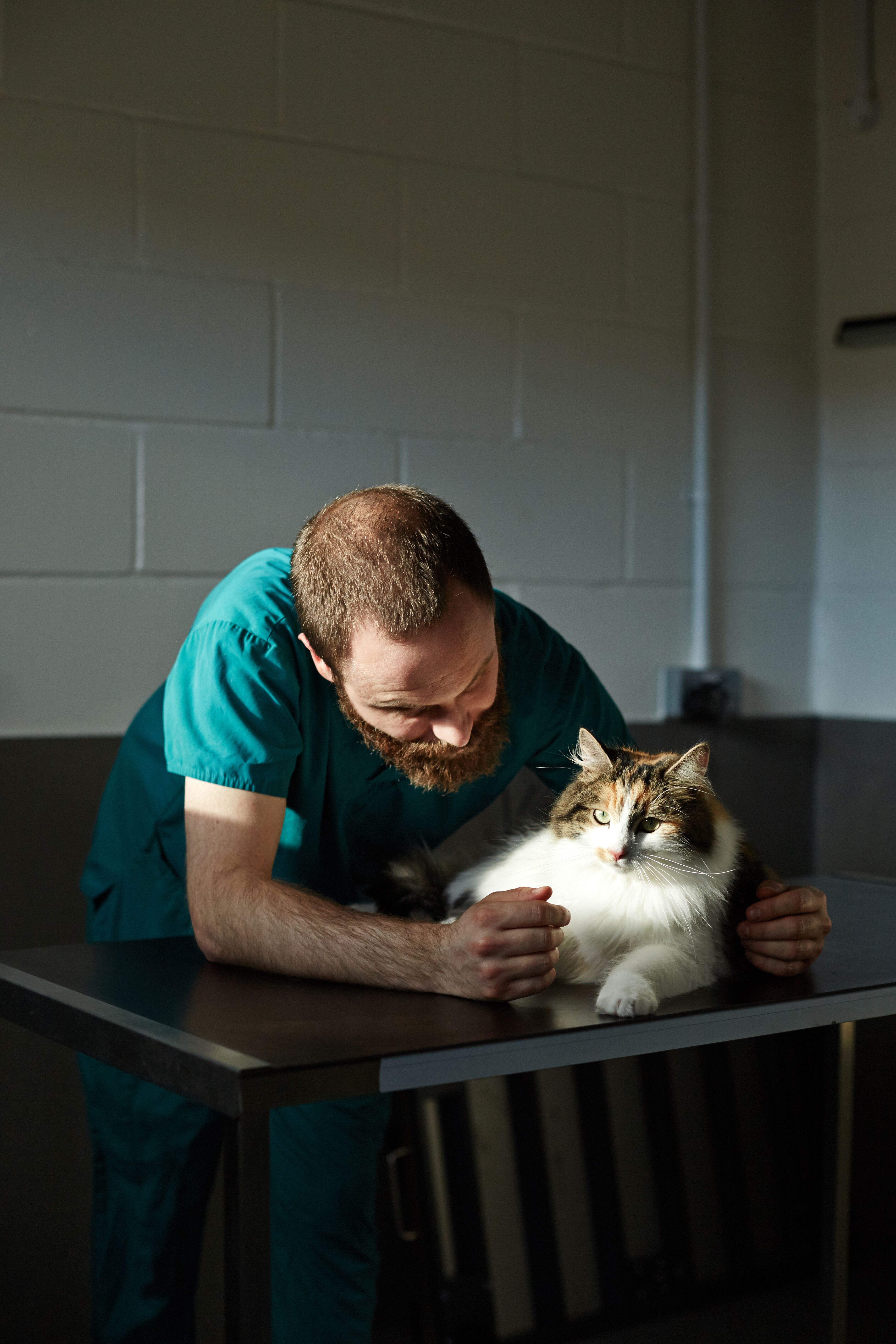 fiv positive cat care