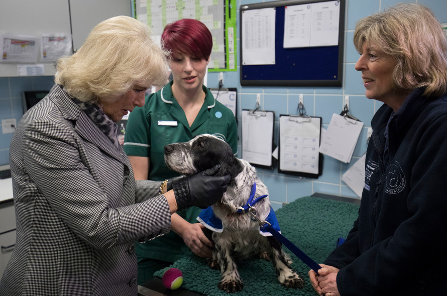 how do i get to battersea dogs and cats home