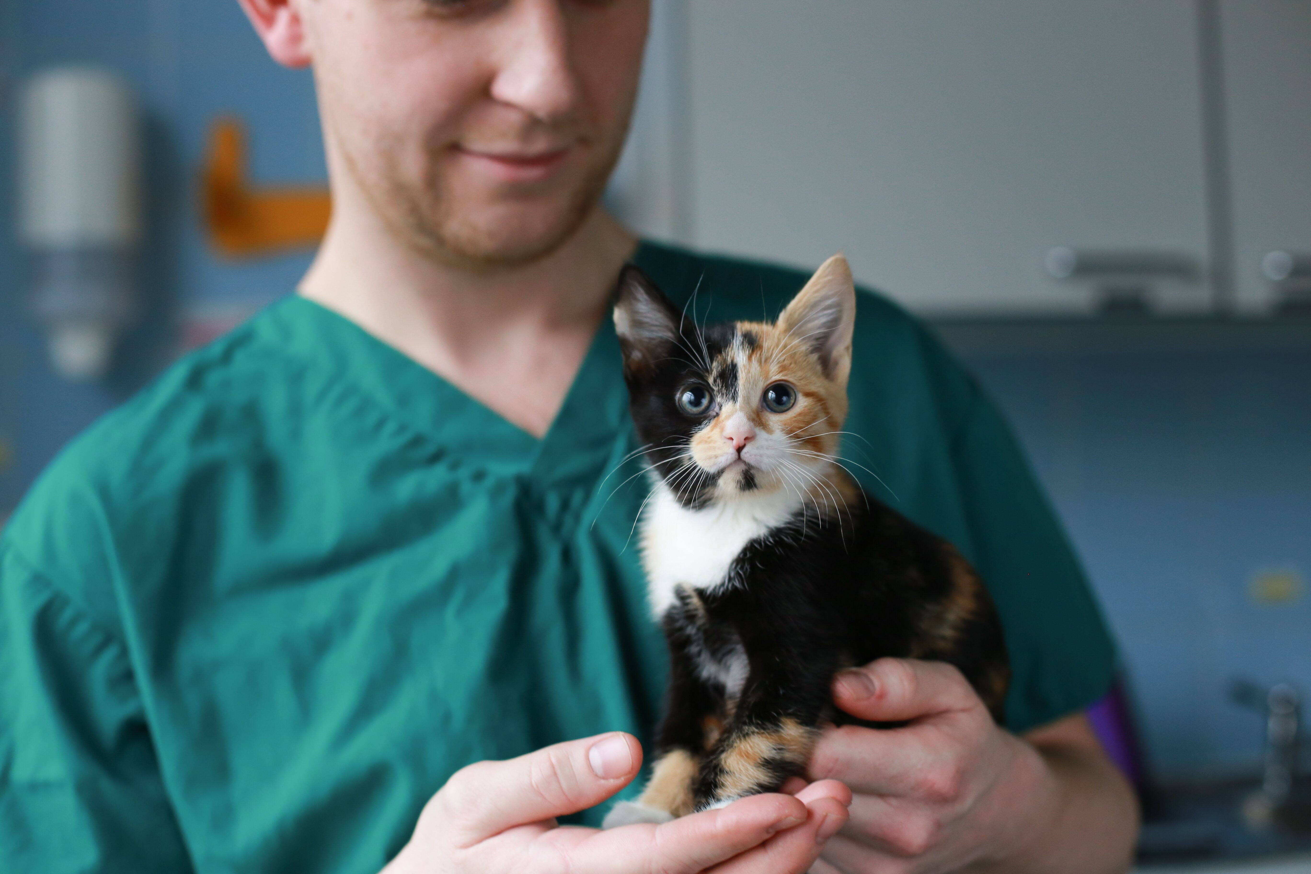 battersea dogs home kittens