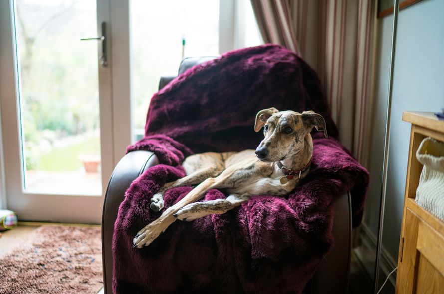 greyhound lounging on purple blanket covered chair in living room