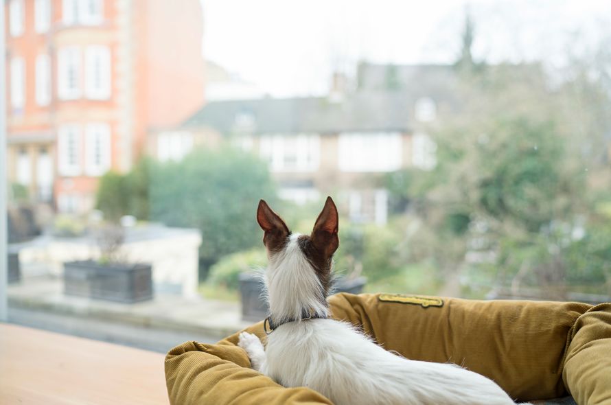 little dog lies in yellow dog bed looking out a big window with ears pricked