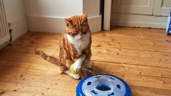 Indoor things to stimulate your cat’s senses