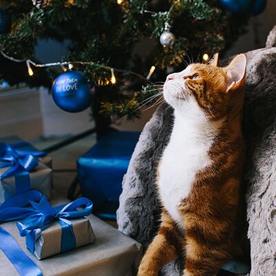 Homemade Christmas Stocking Fillers for Your Pet