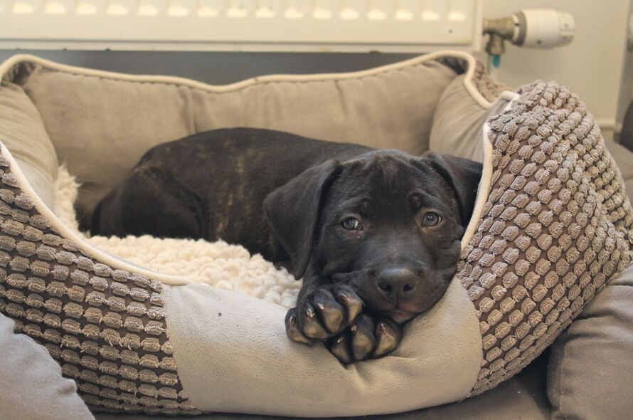 Black puppy looks at camera lying in cosy dog bed