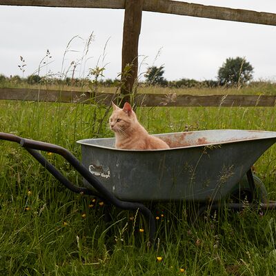How to rehome a farm cat