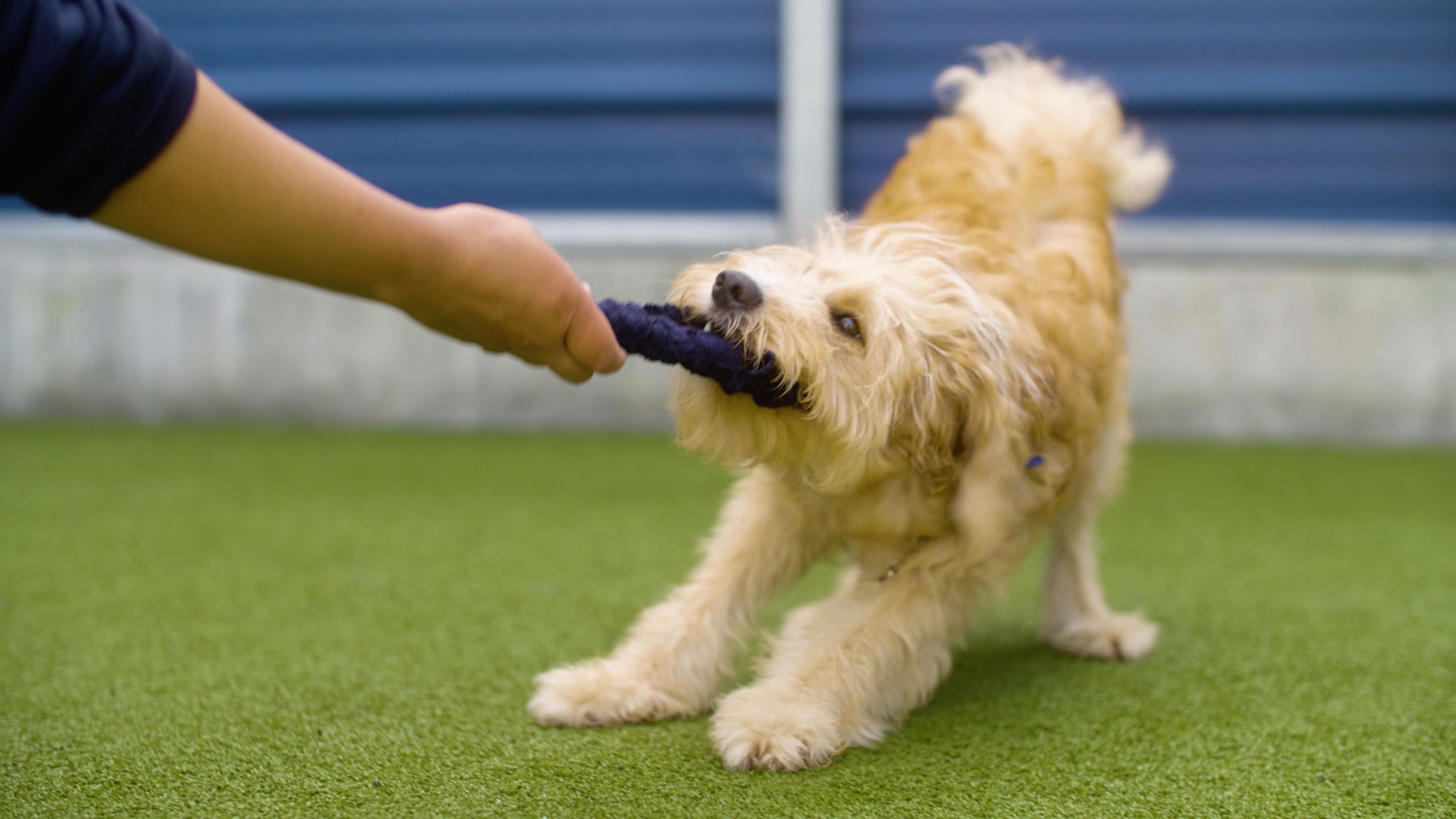 dog enrichment toys