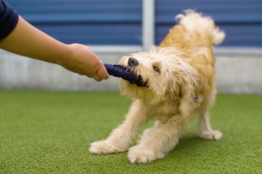 how to make your own dog toys