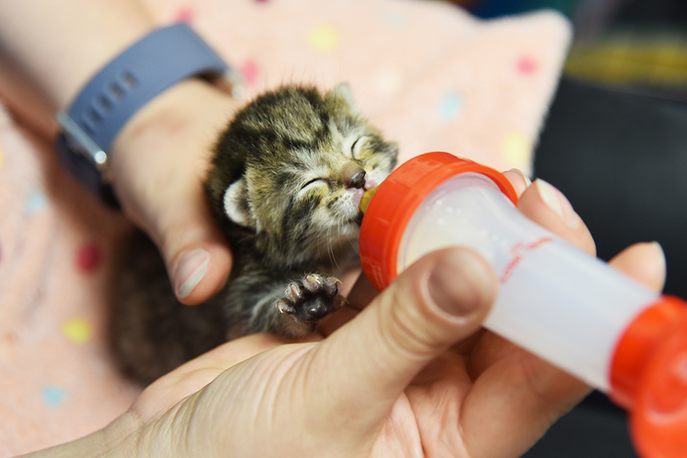 £7.50 helps us provide special milk for kittens in need