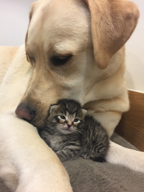 Barney, a Labrador and Ava, a kitten<