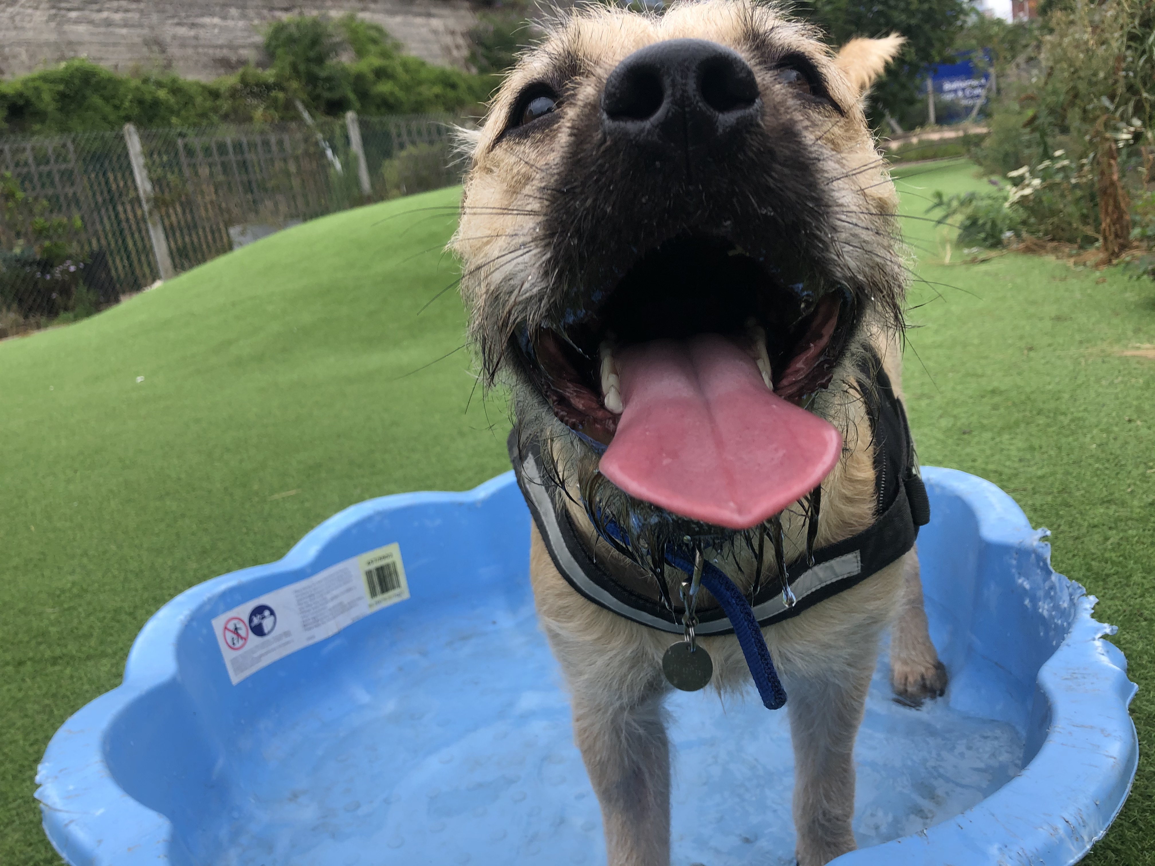 Loki enjoying the paddling pool
