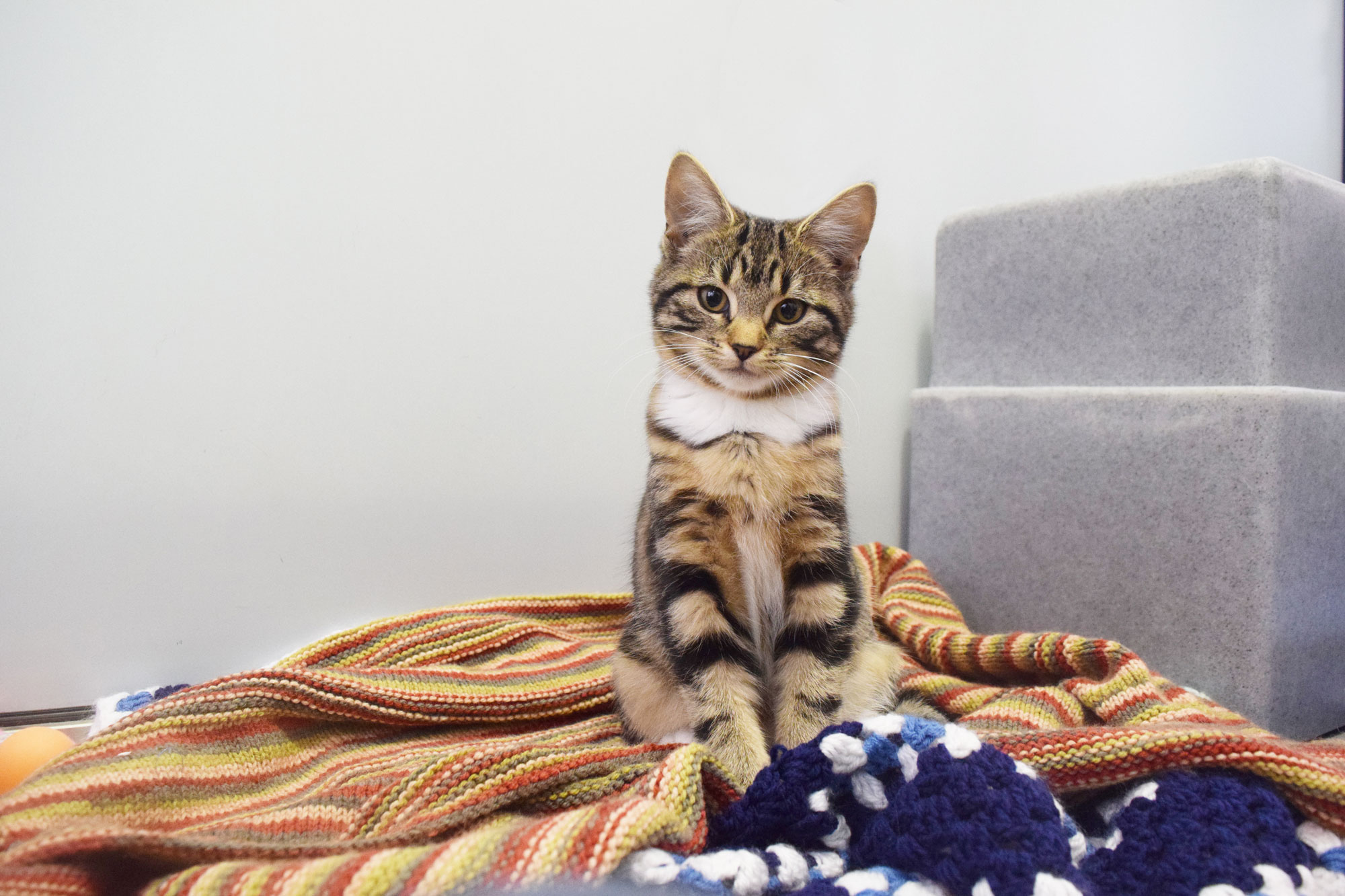 Battersea kitten sitting on blankets