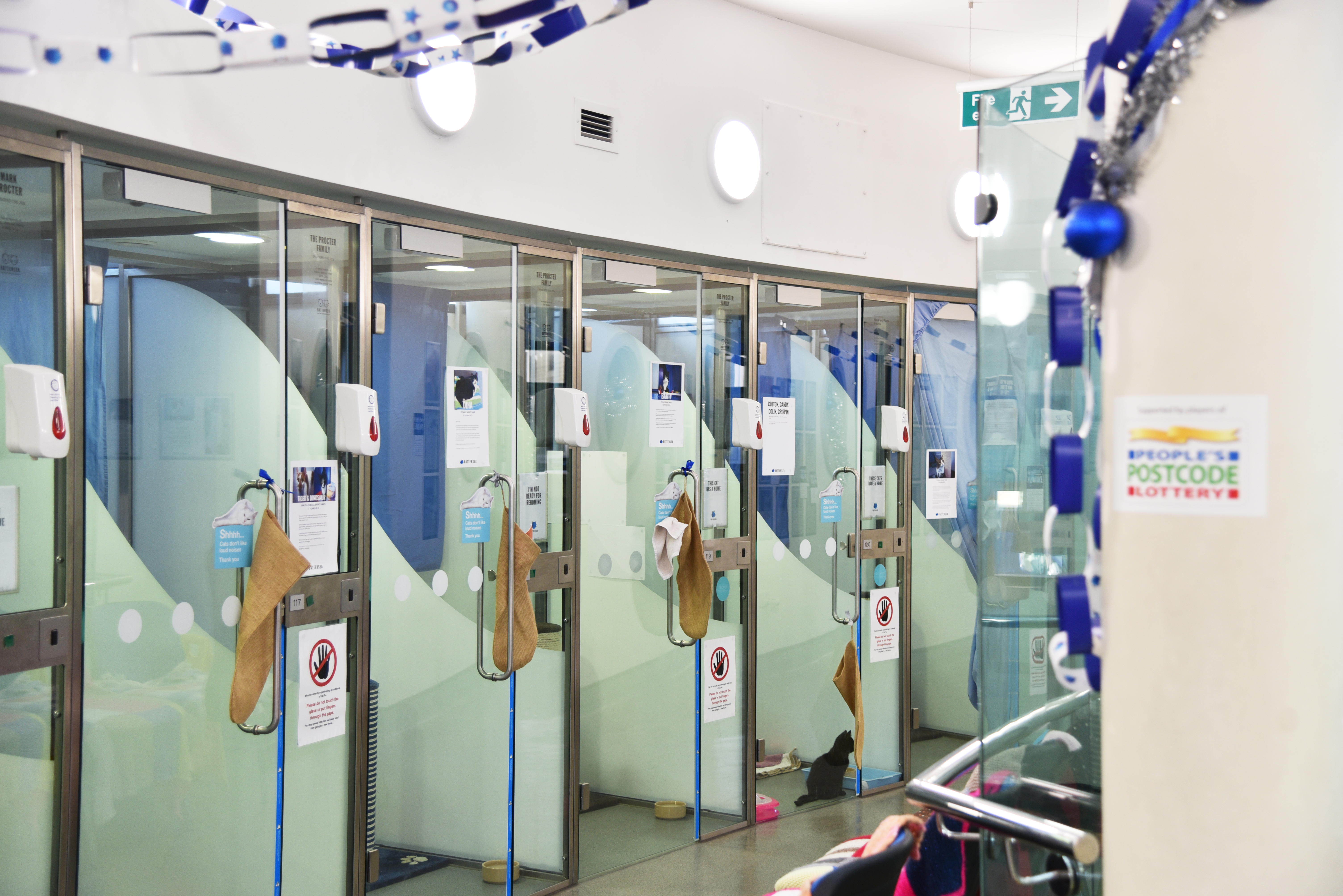 battersea cattery