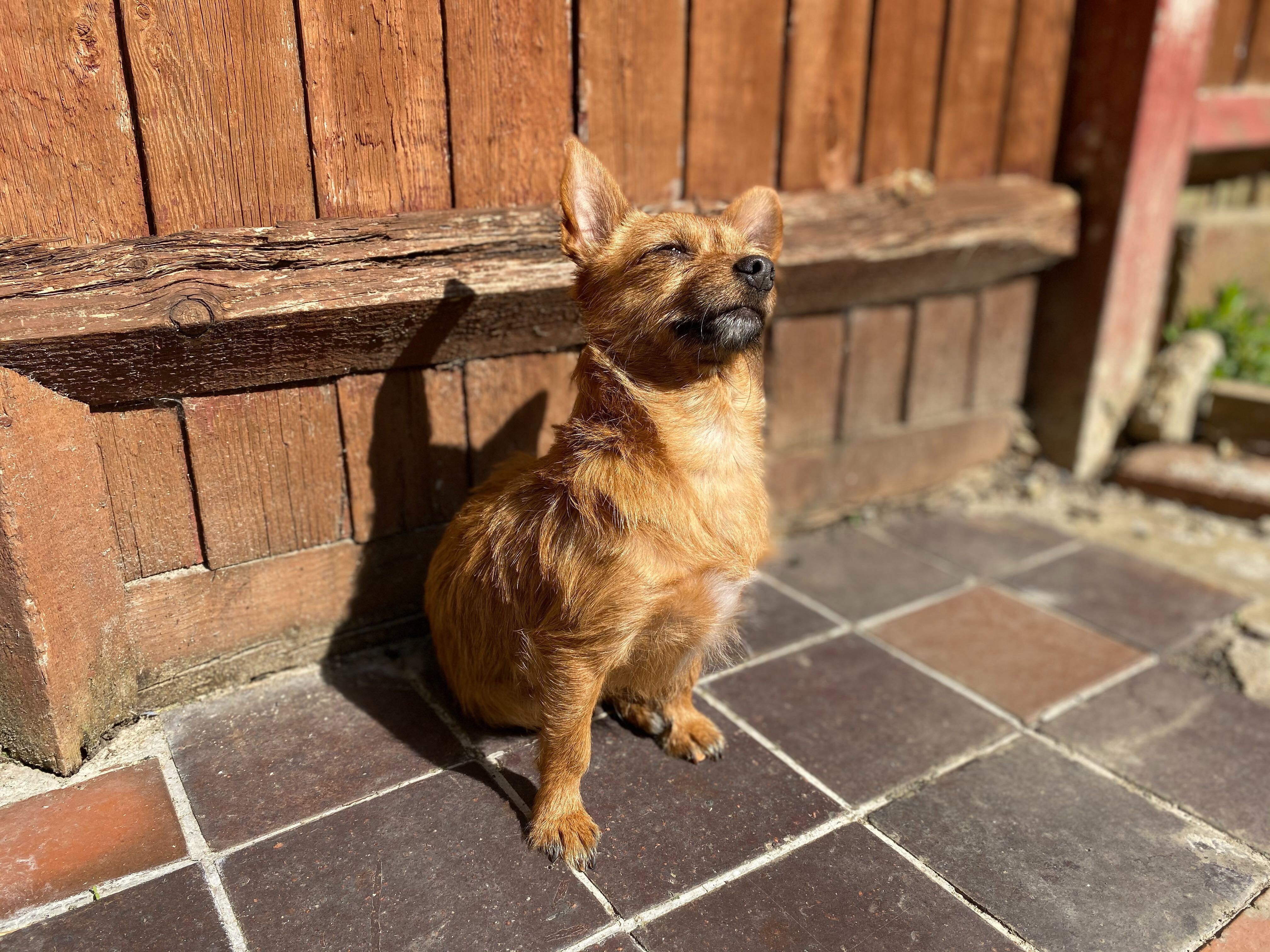 Bella basking in the sun