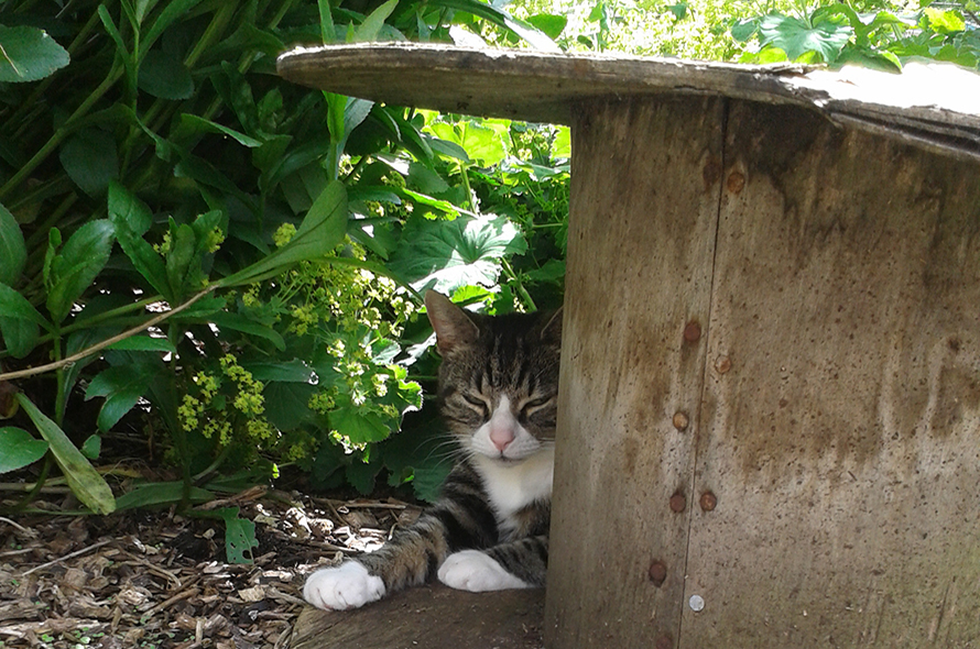 Outdoor cat shop toilet area