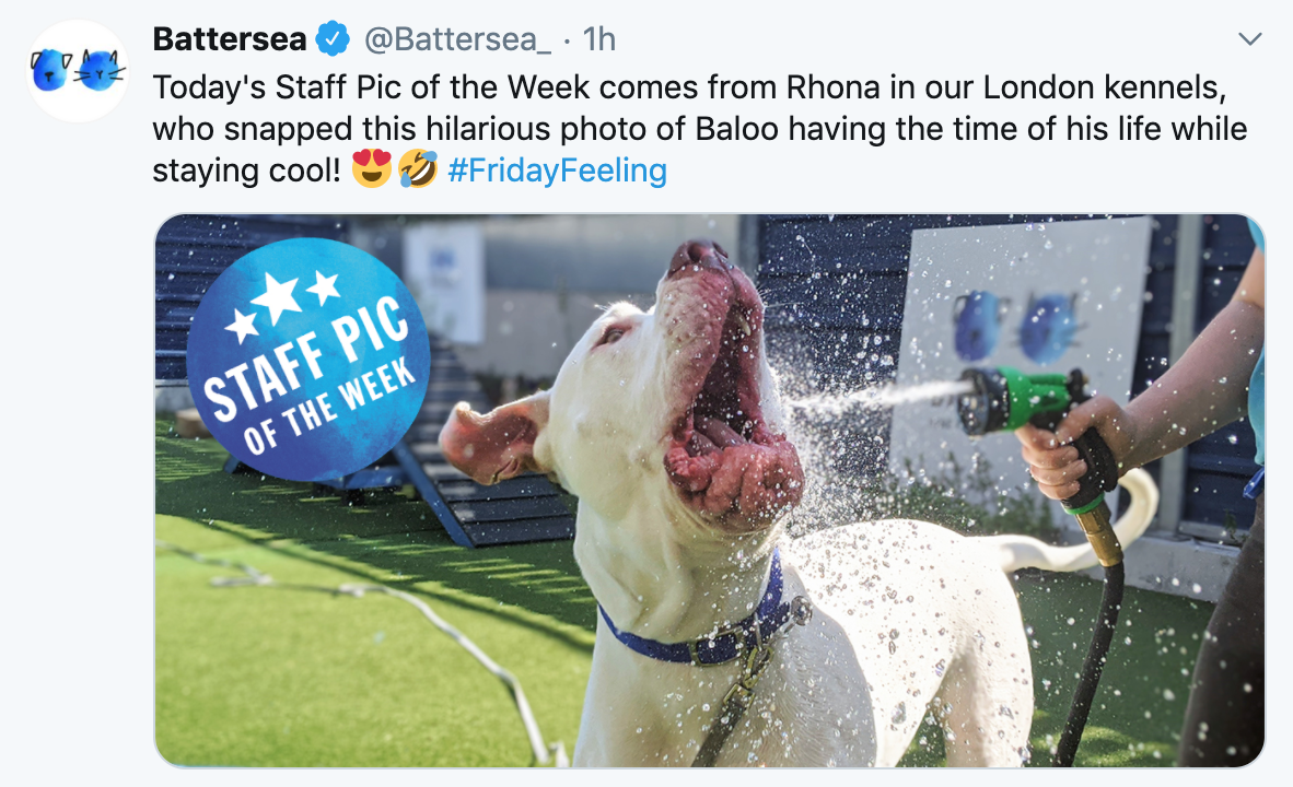 Baloo enjoying a cool drink
