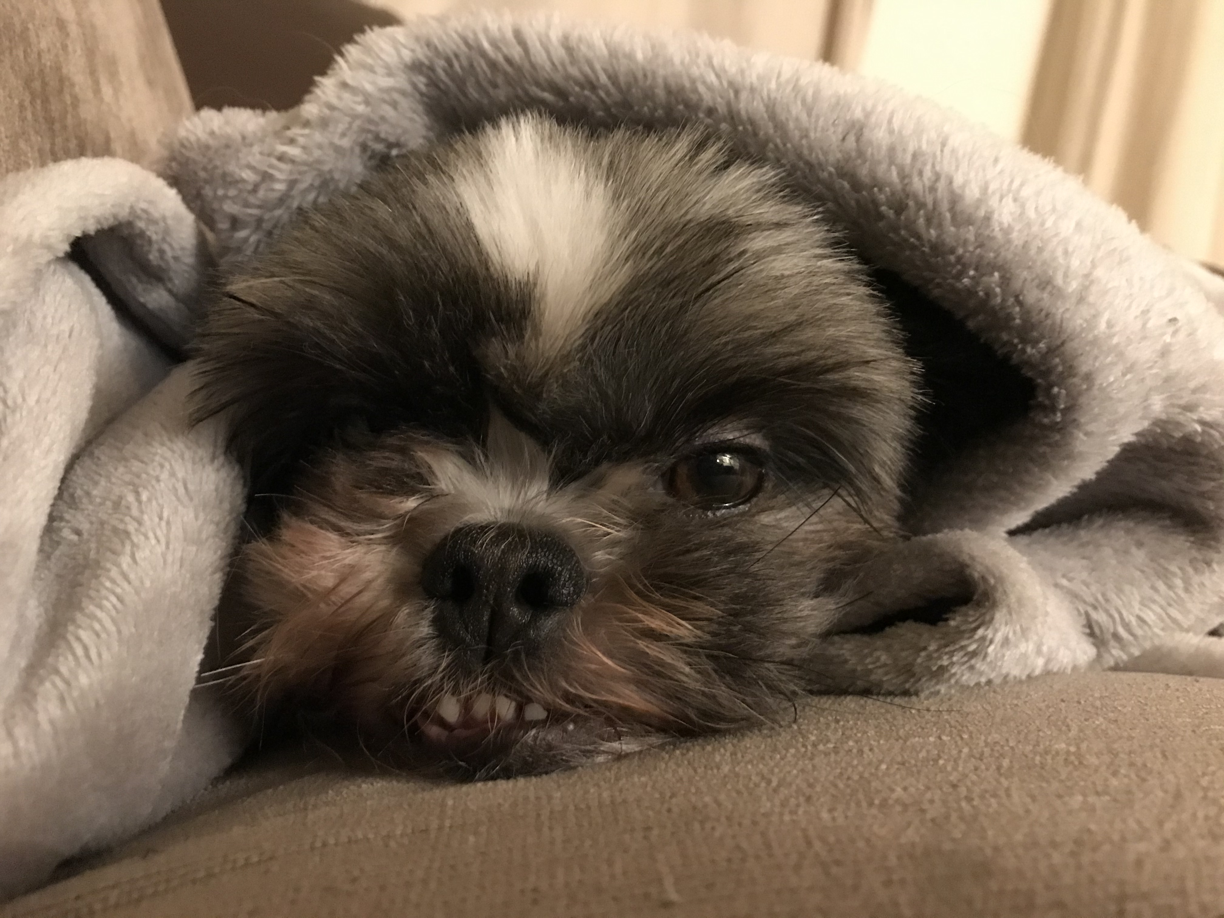 Mable Snuggled Under Blanket