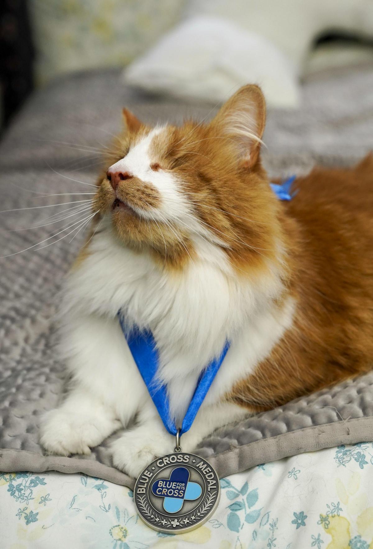 Carrots, the UK's only blind therapy cat