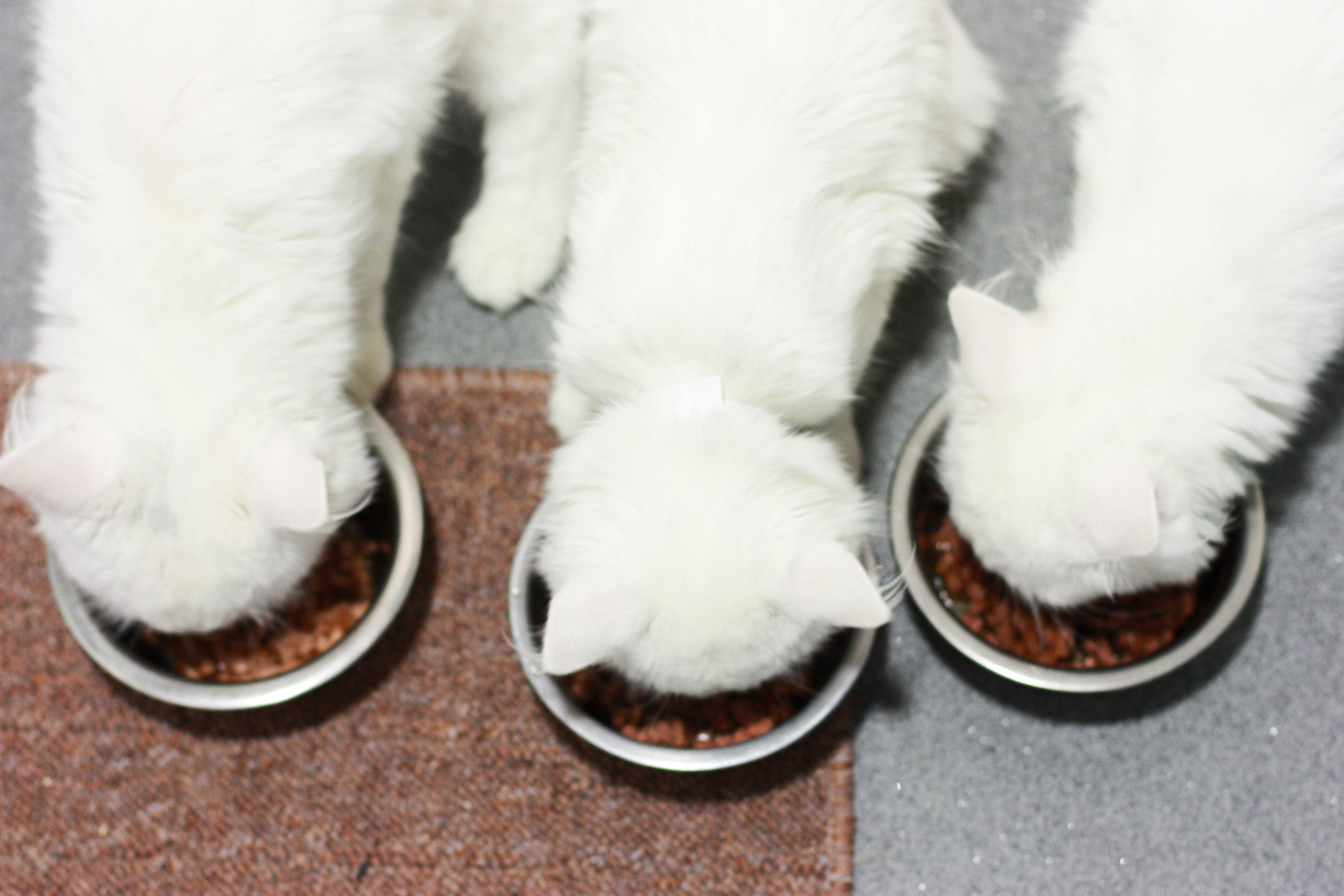 Feeding your cats in separate rooms may help them lose weight