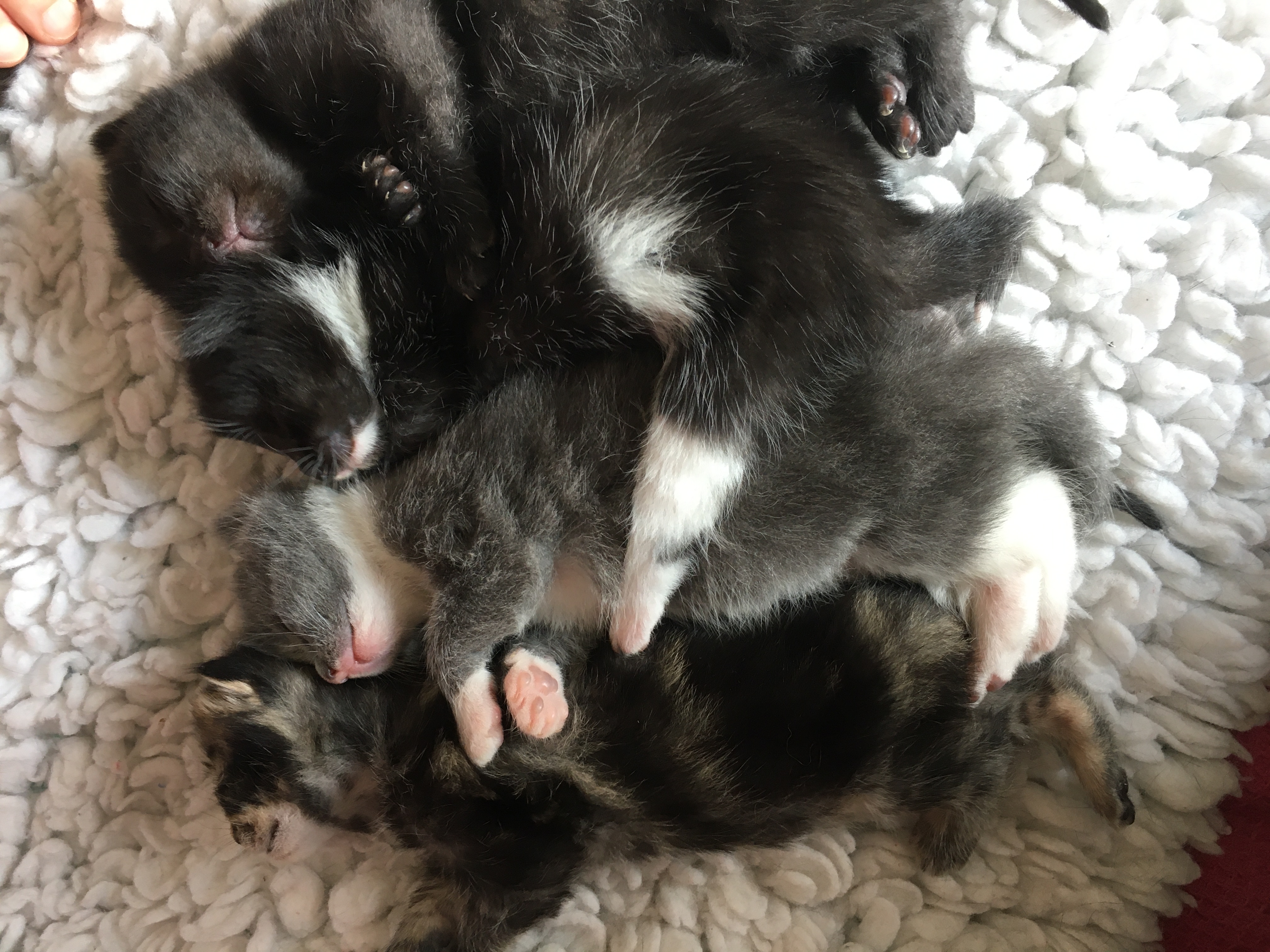 Lola's kittens