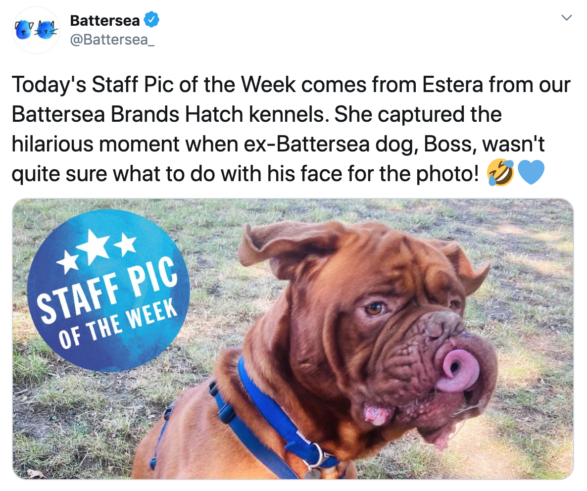 Battersea tweet Boss striking a pose