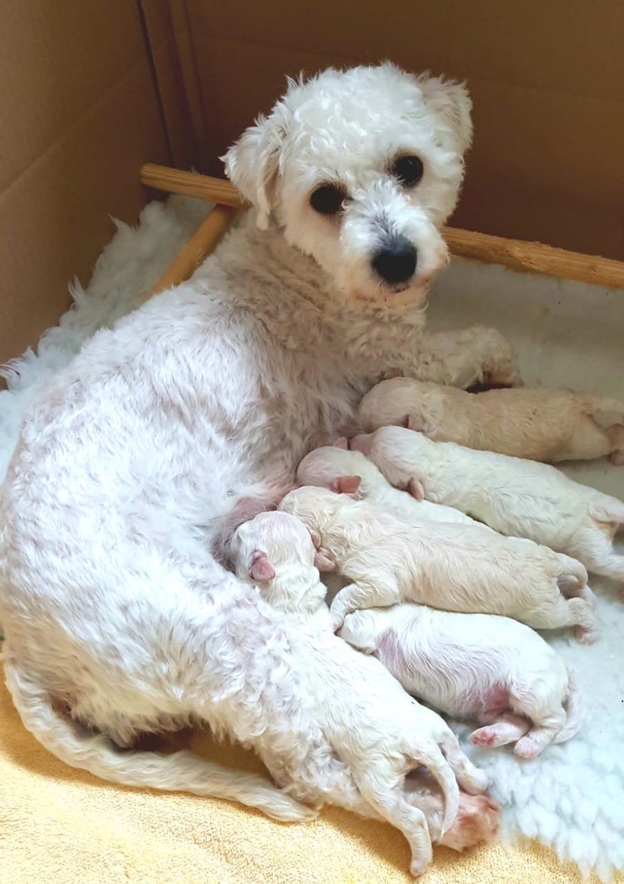 Jessie, Bichon Frise with her litter of puppies