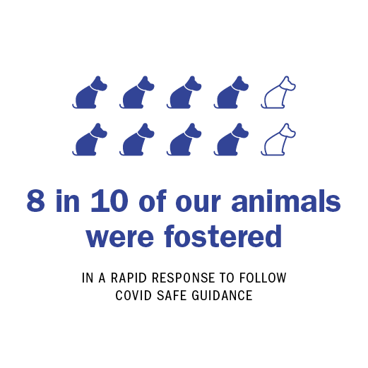 8 in 10 of our animals were fostered. In a rapid response to follow COVID safe guidance