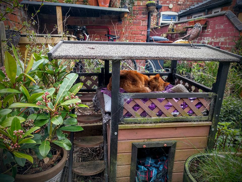 TO BUILD A HOUSE FOR CATS DONATE TO CAT FEEDING IN OPEN COUNTRYARD