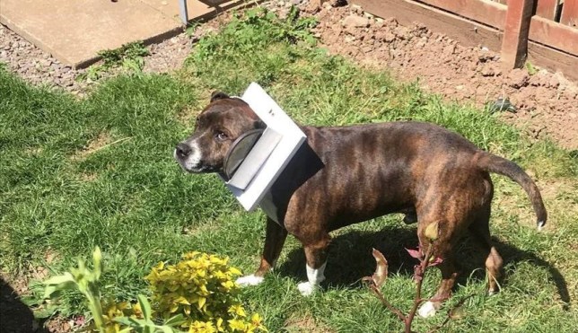 Staffy with his head stuck in a catflap