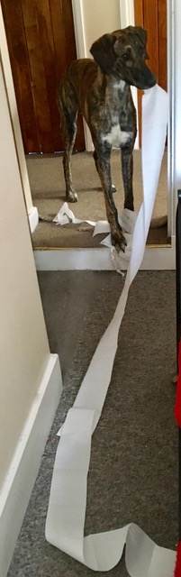 William, lurcher, unravelling the toilet roll