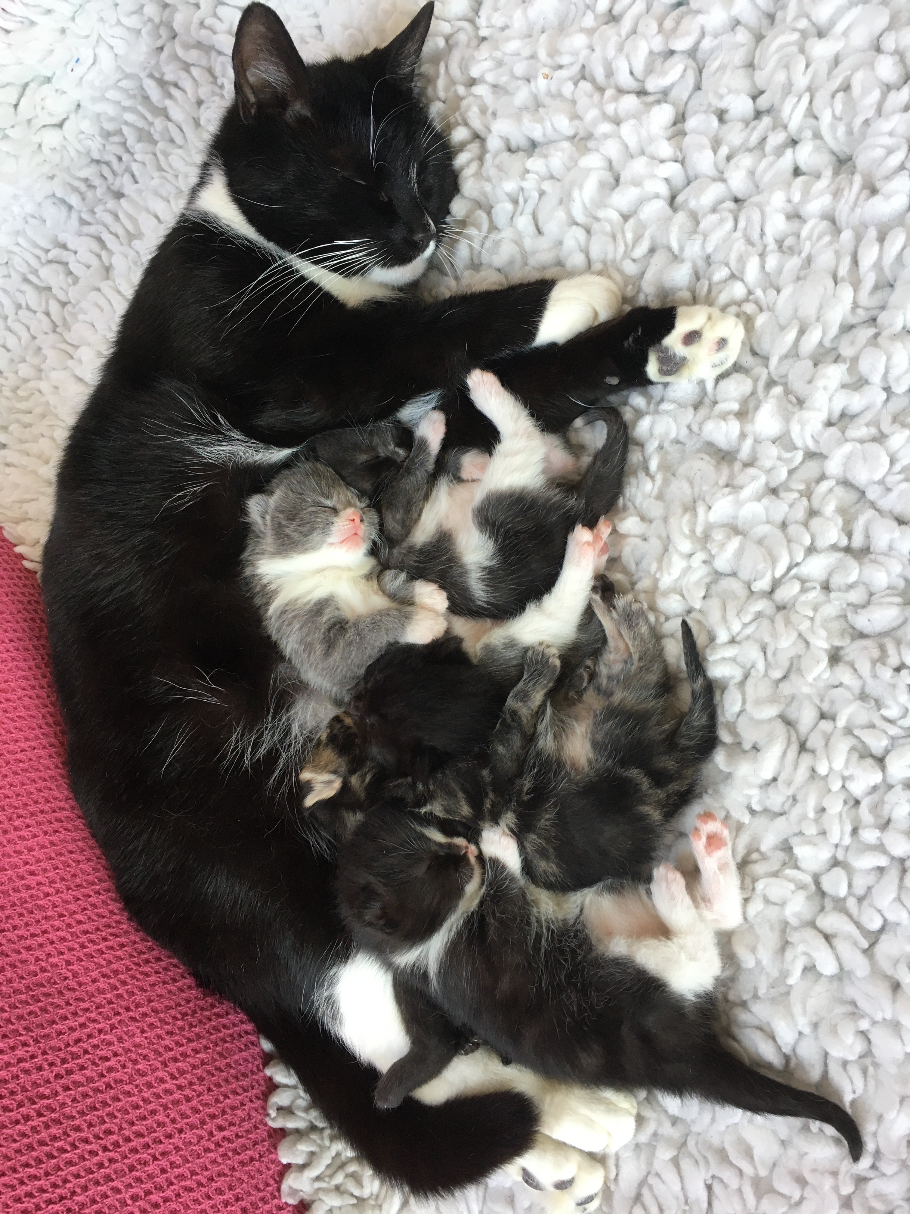 Lola with her kittens
