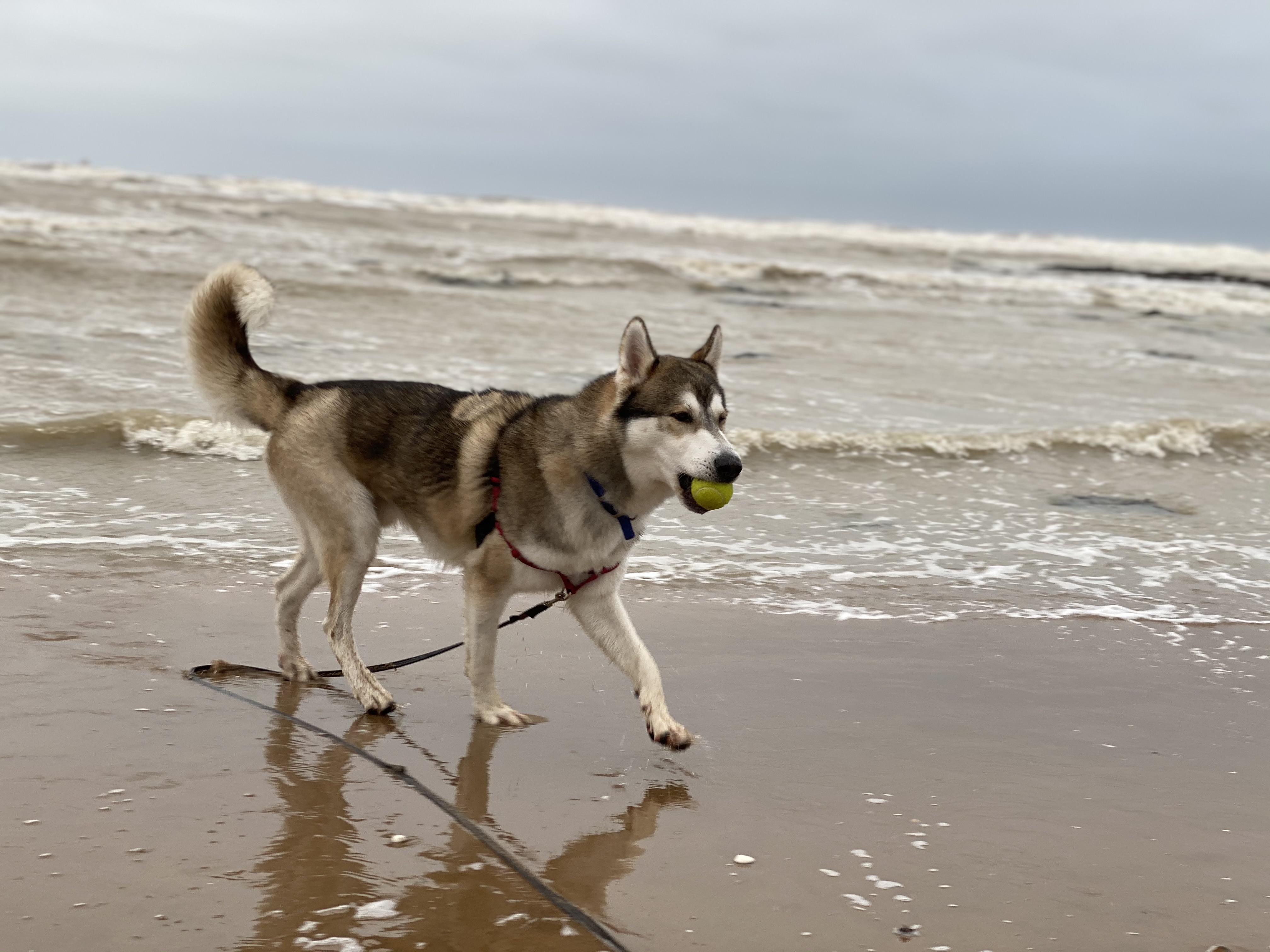 Koba enjoying himself on the beach, tennis ball in mouth