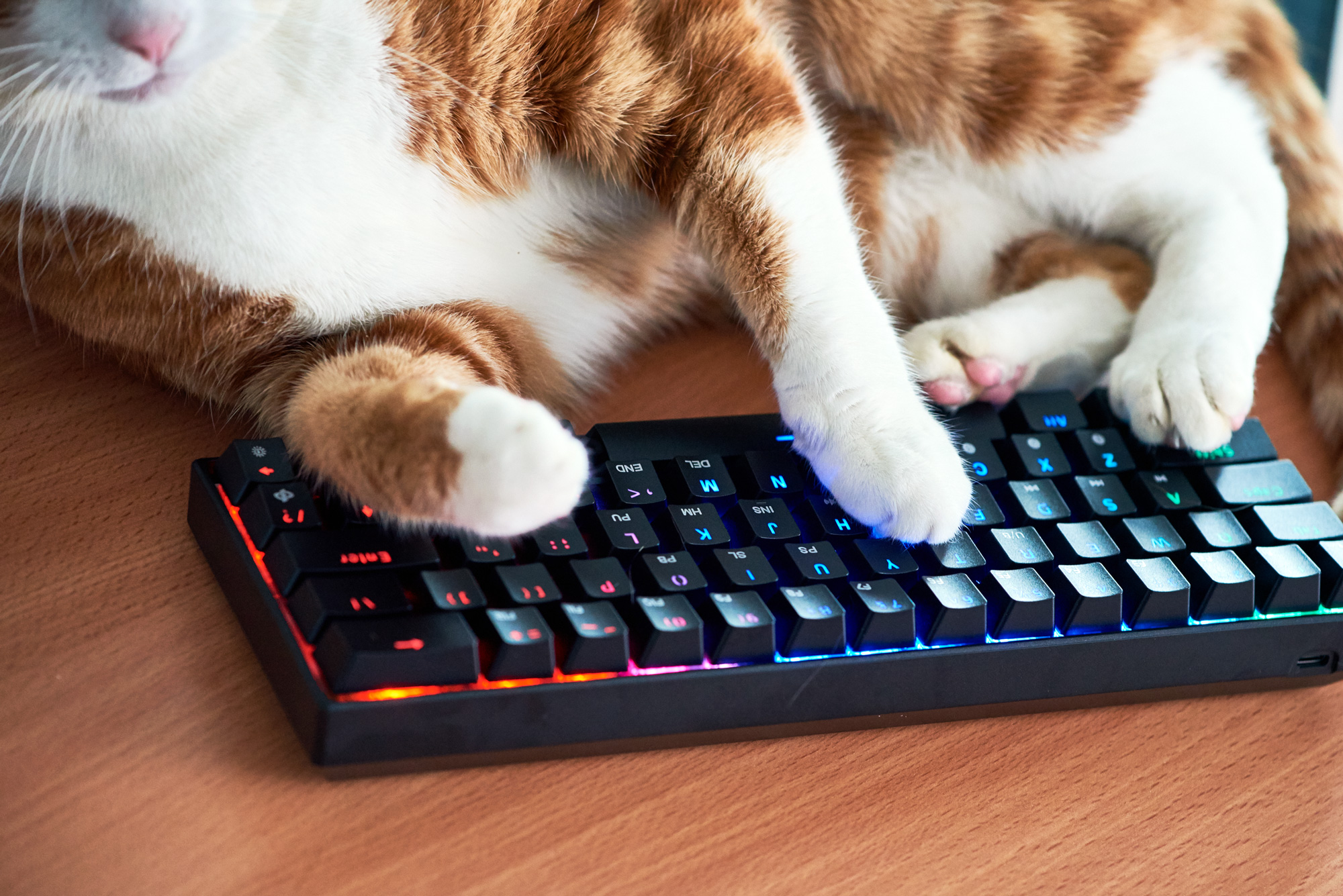 A ginger car pressing on a gaming keyboard