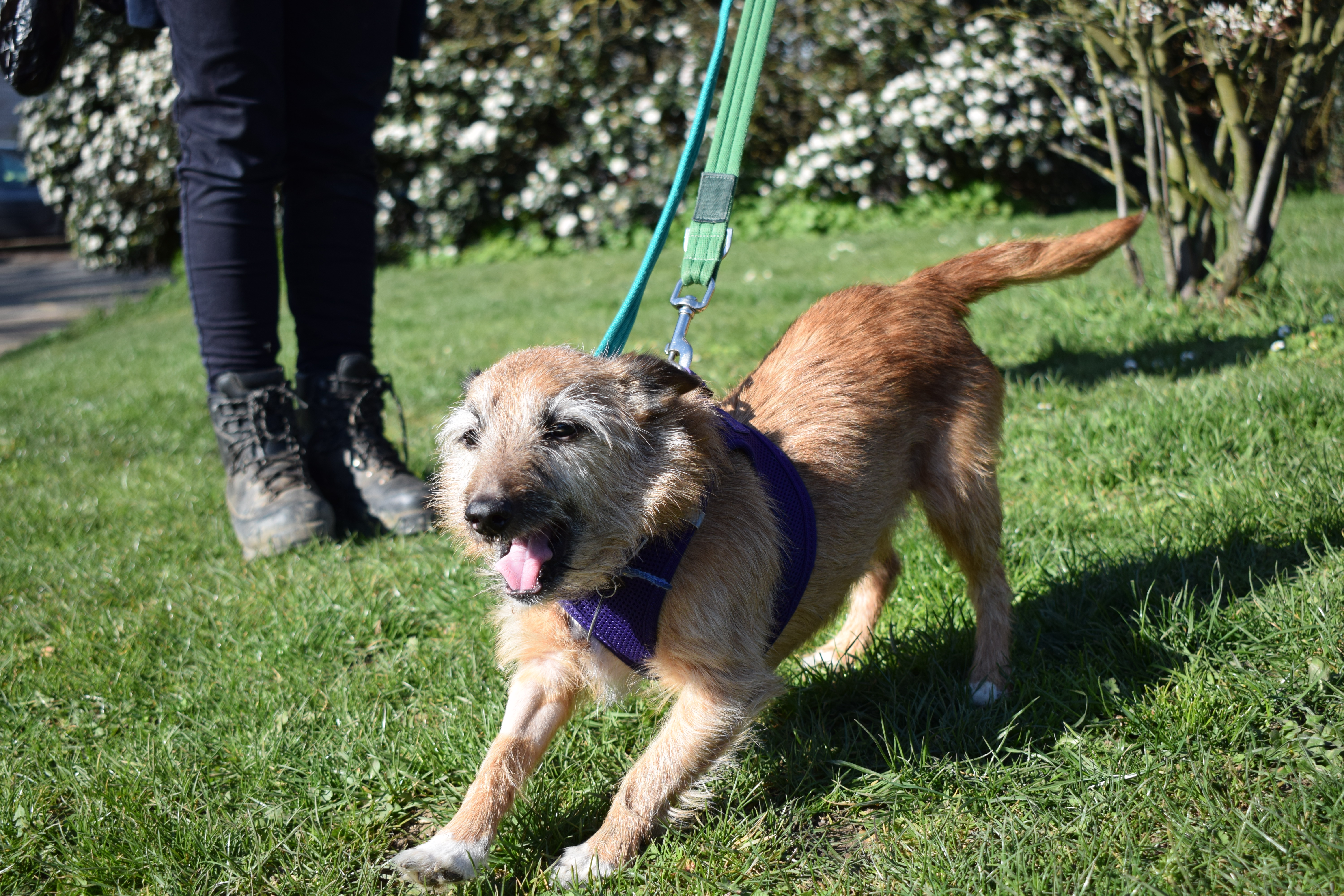 battersea old windsor dogs for rehoming