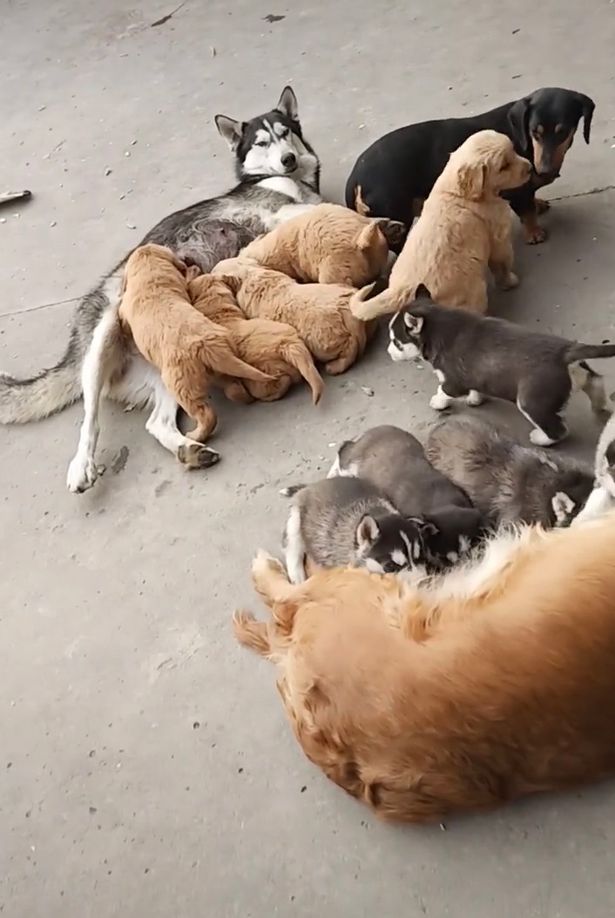 The Husky mum feeding the Golden Retriever puppies