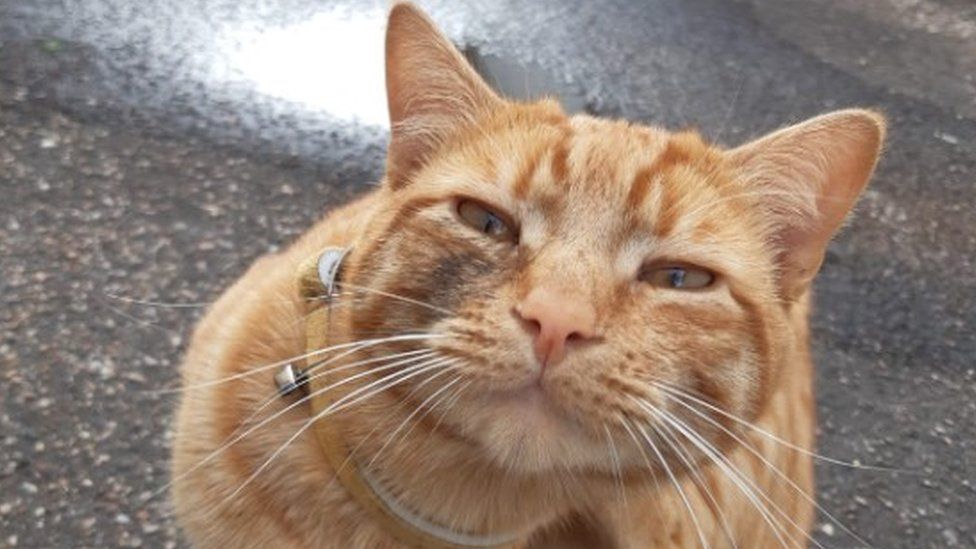 Cupid, ginger cat who went missing