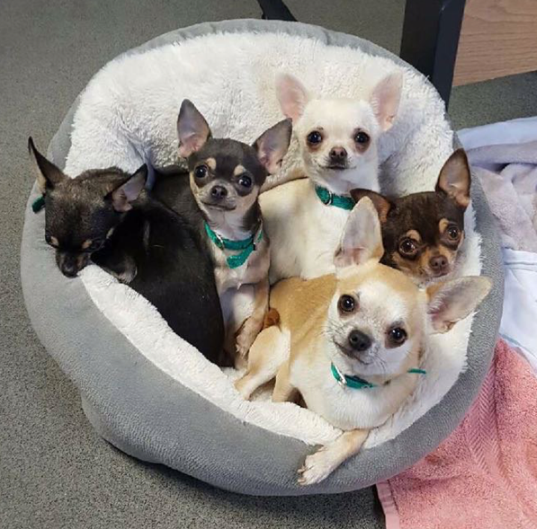 A flurry of chihuahuas came into the centre