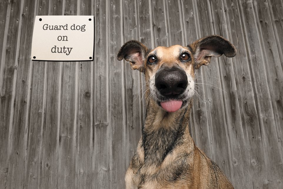 Goofy guard dog Noodles; winner of the Mars Comedy Pet Photography award