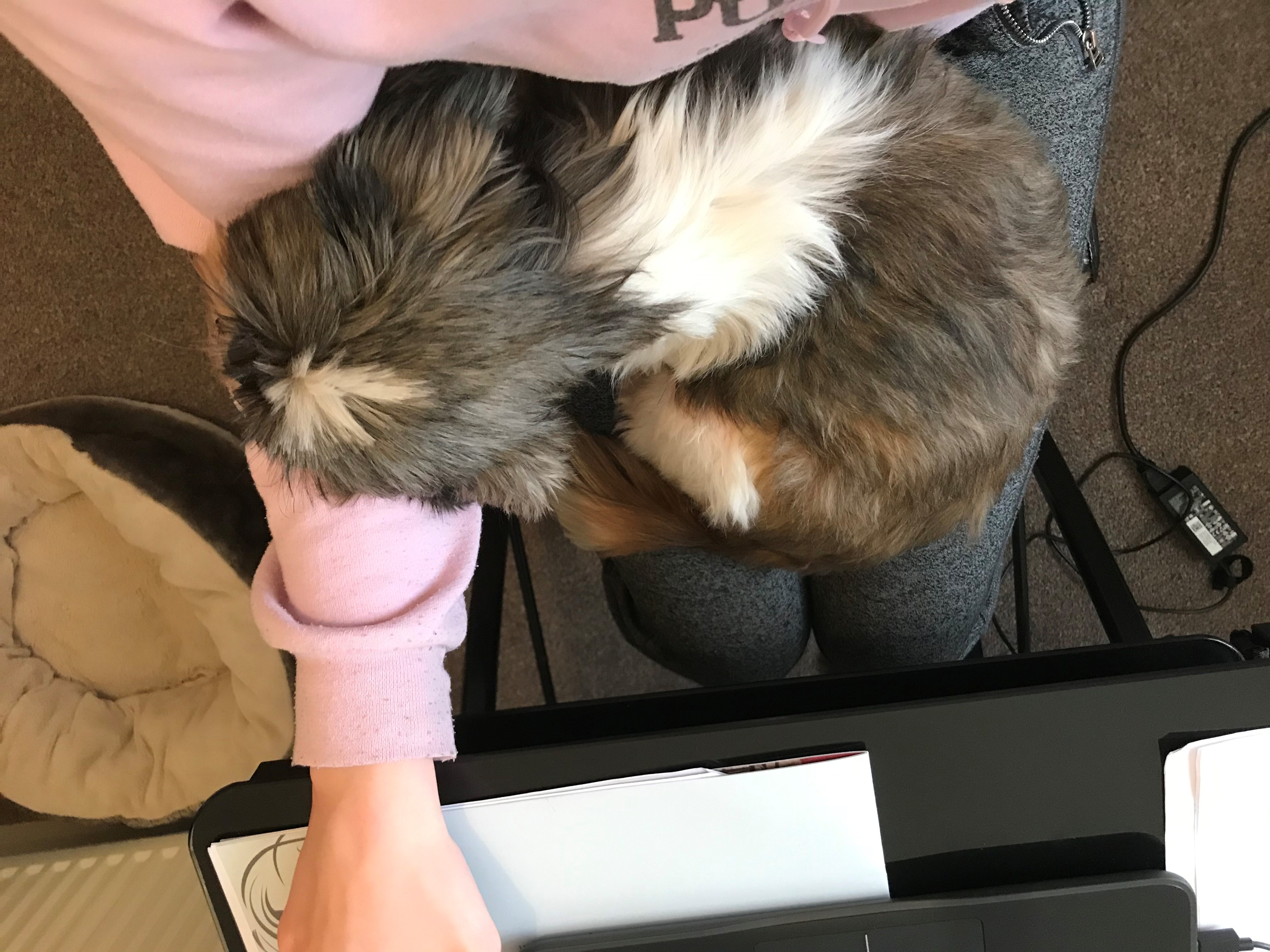 Mable curled up on Becky's lap whilst she works