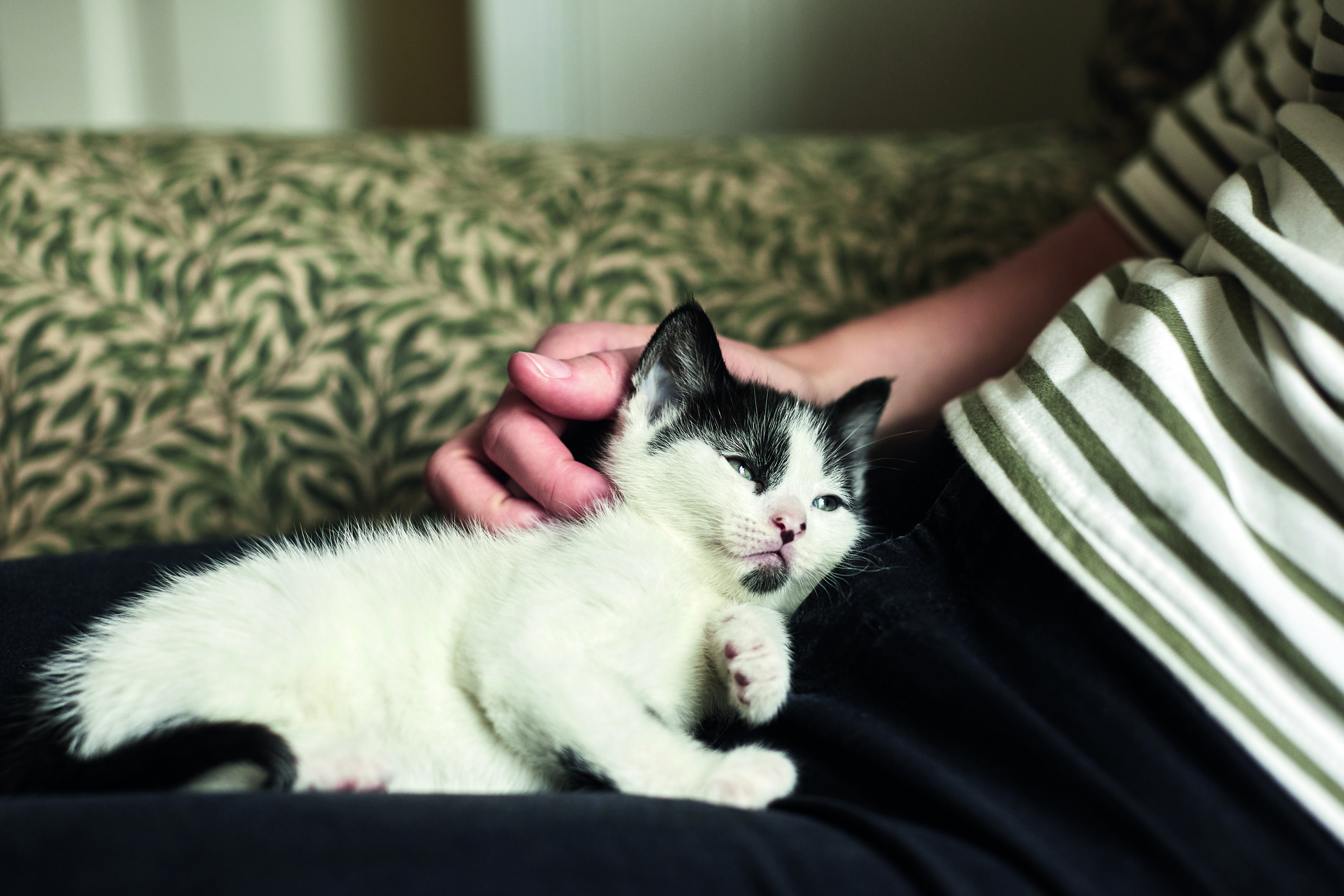 Ensure that your cat is relaxed and happy to be groomed