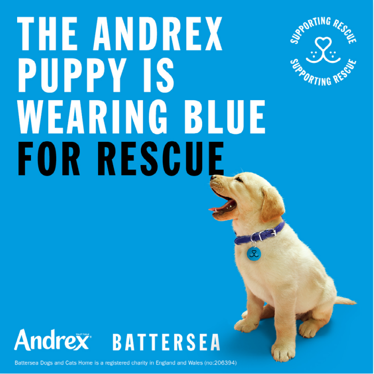 Wear Blue for Rescue | Battersea Dogs & Cats Home