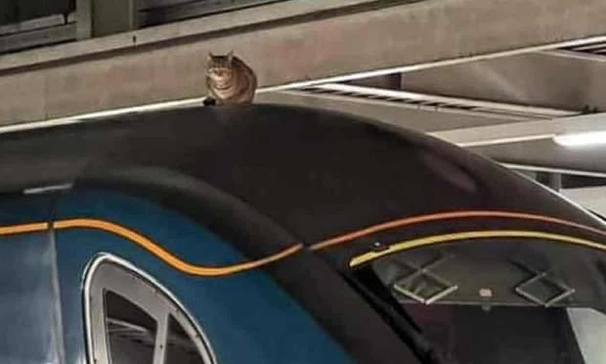 The cat that was spotted on a fast train from Manchester to London