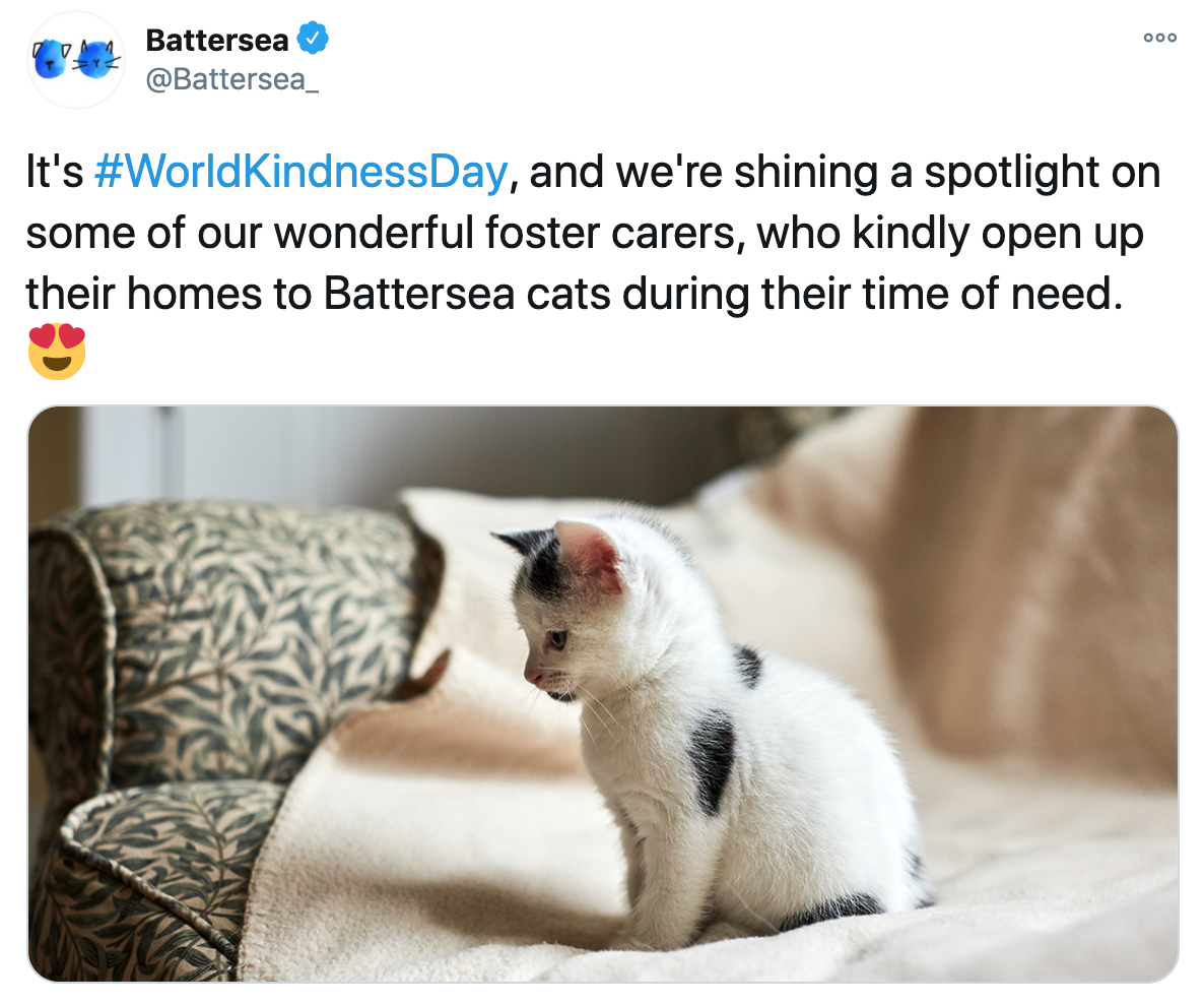 Tweet of a Battersea Foster Kitten in foster home