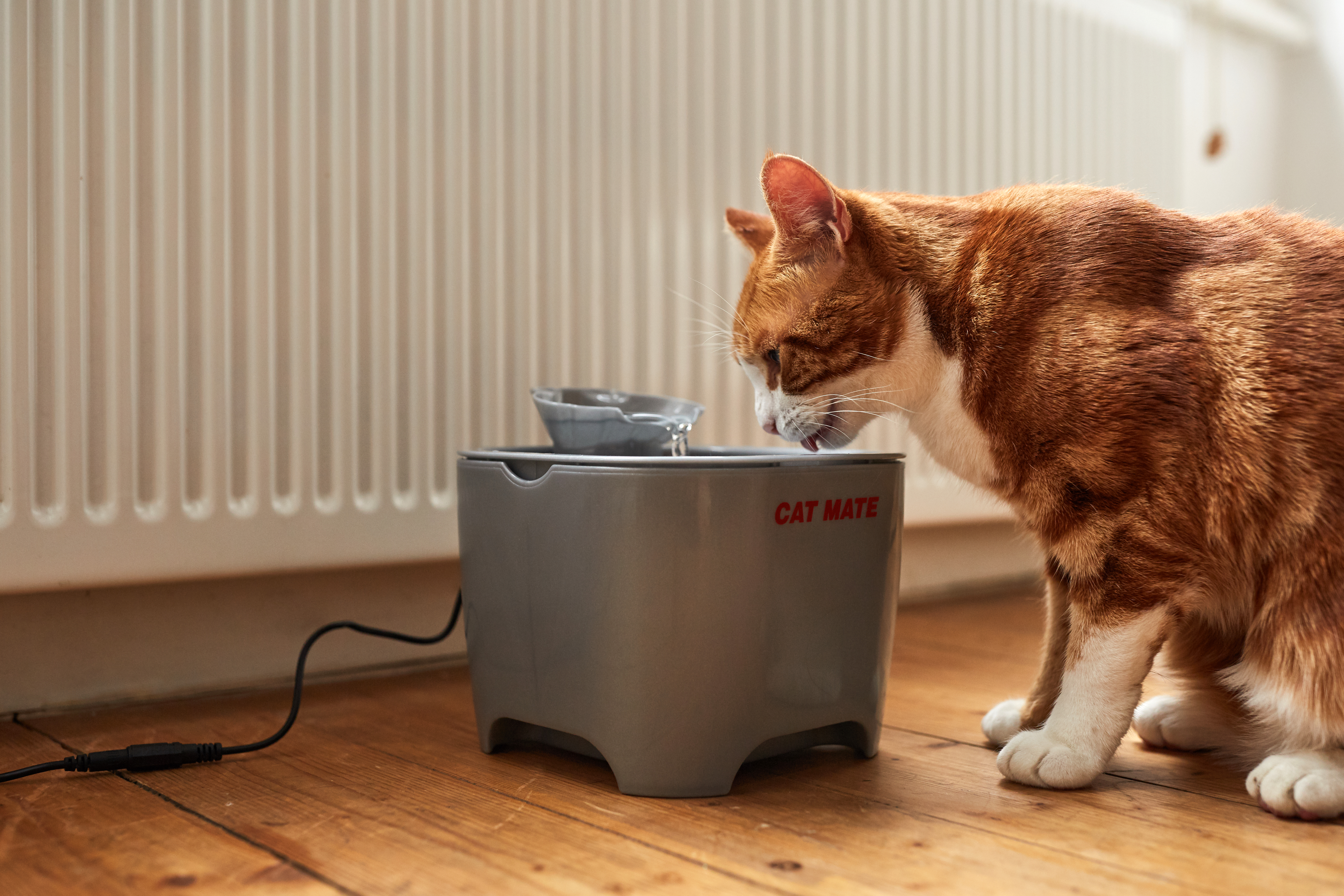Increase your cat's fluid intake