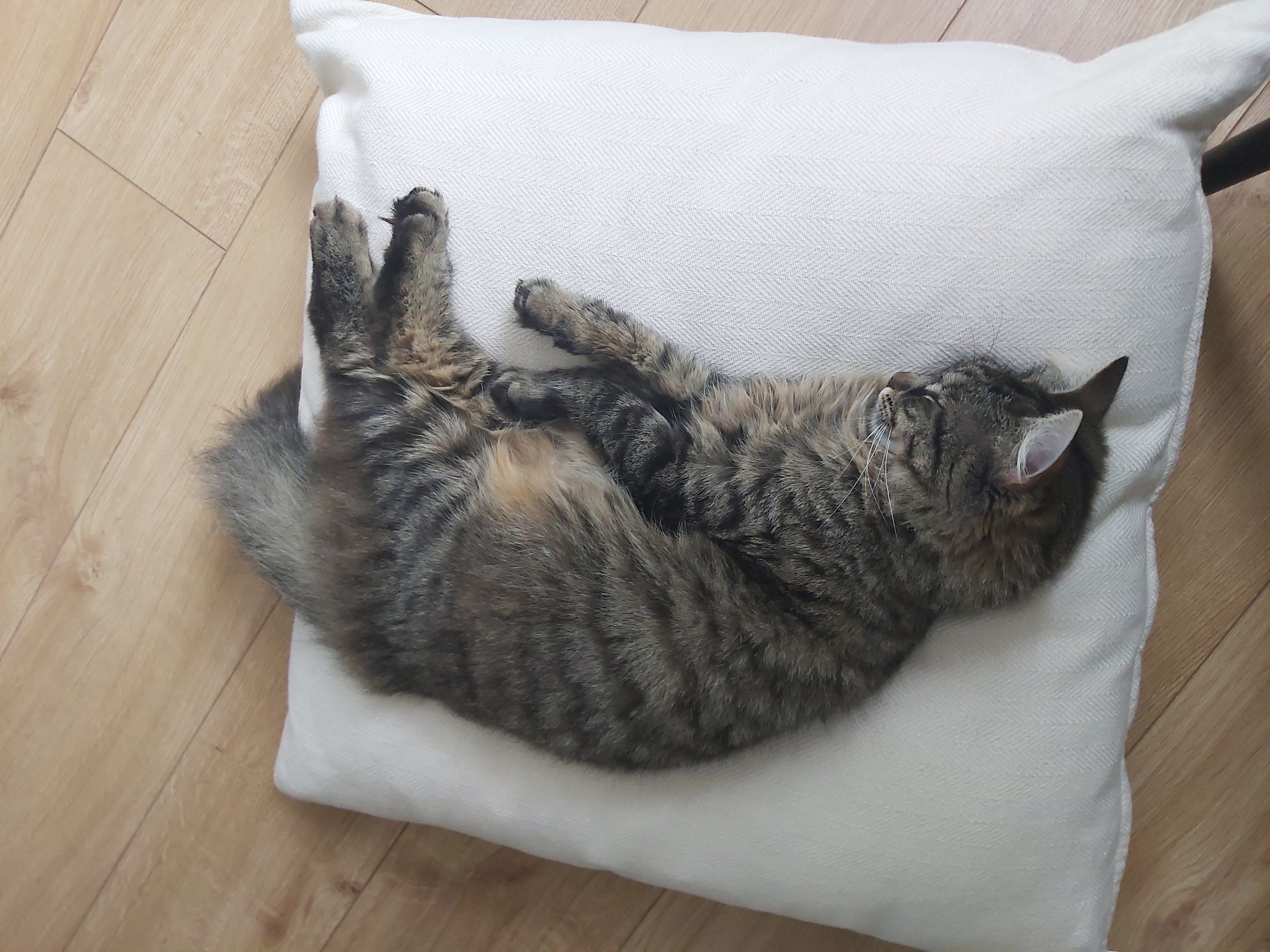 Monique sleeping on a cushion