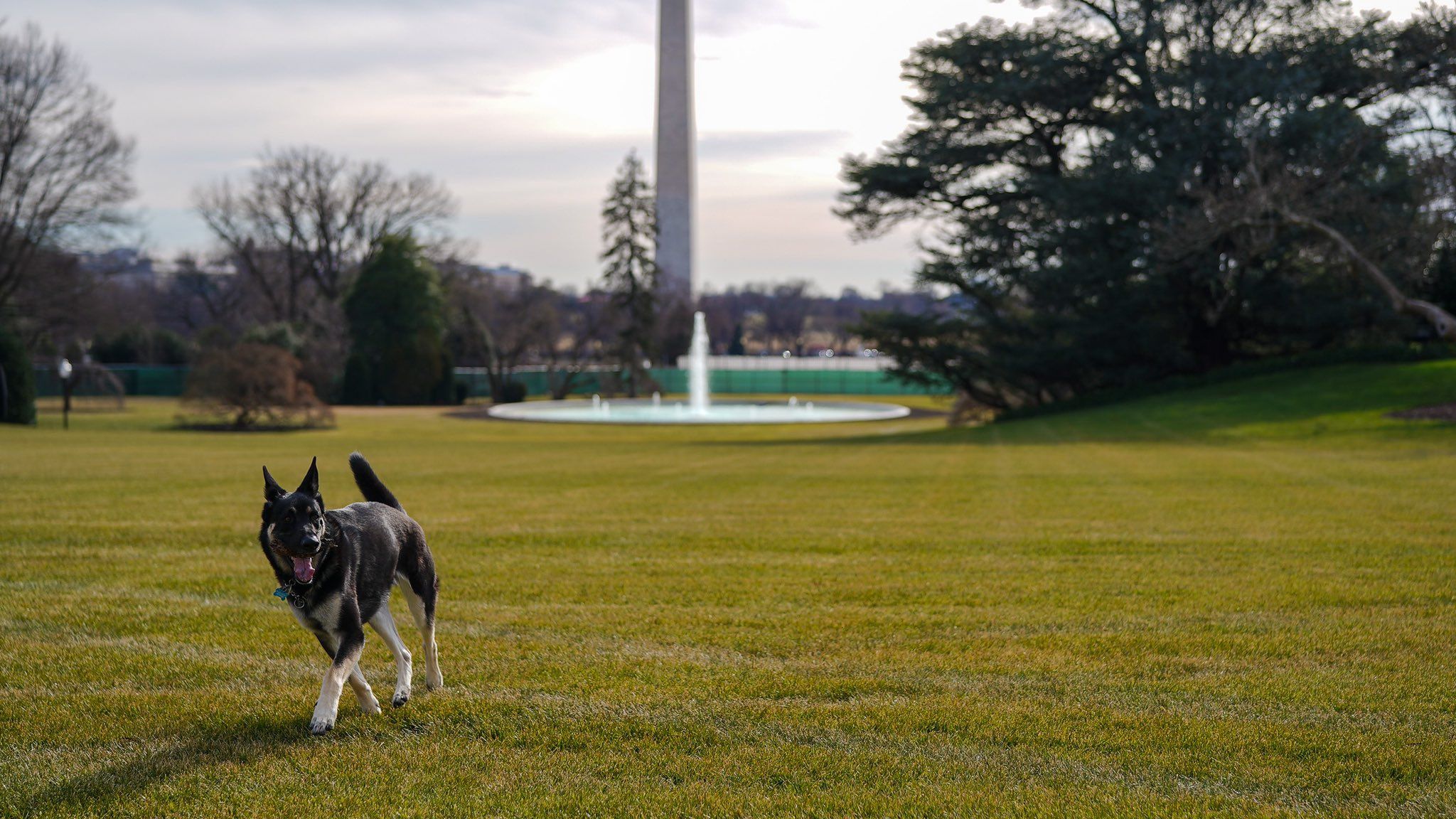 Joe Biden's rescue dog Major on the White House Lawn